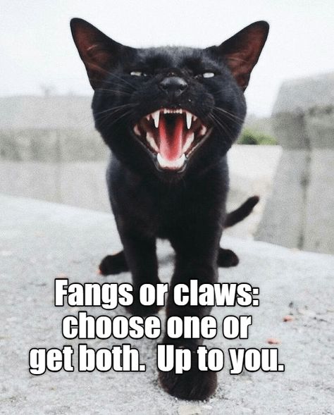 Your choice Cat Teeth, Oh Yes, Bad Luck, Funny Cat Memes, Puppy Dogs, Arte Animal, The Funny, Kitty Cats, Pretty Cats