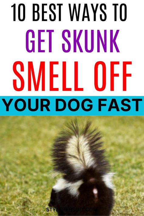 Dealing with a skunk-sprayed dog can be a challenging and smelly situation for any pet owner. Skunk spray contains compounds called thiols, which are responsible for the strong odor that can linger on your dog's fur. While the smell can be overpowering, there are effective methods and remedies to help eliminate it. Here, we explore the ten best ways to get skunk smell off your dog, ranging from household ingredients to specialized products designed for this purpose. Dogs Sprayed By Skunk, Get Skunk Smell Off Dog, Skunked Dog Remedies, Removing Skunk Smell From Dog, Essential Oils For Skunk Smell On Dog, Dog Skunk Smell How To Remove, Diy Skunk Smell Remover Dogs, Dog Sprayed By Skunk How To Remove, Dog Skunk Remedy