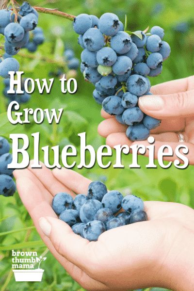 Blueberries Growing, Grow Blueberries, Blueberry Gardening, Bee Yard, Blueberry Bush, Growing Blueberries, Blueberry Plant, Blue Berries, Blueberry Bushes