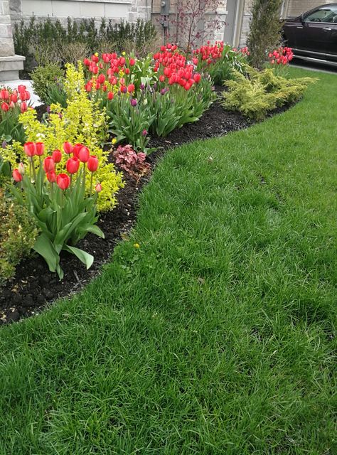 Front garden tulip blooms 2019. 🌷💕 Tulips In Landscape, Tulips Front Of House, Tulips In Front Yard, Tulip Garden Front Yard, Tulips In Front Of House, Tulip Beds Front Yards, Tulip Flowerbed, Tulips Front Yard, Tulip Landscaping Front Yards