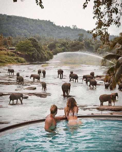 Exploring wild life of Sri Lanka 🐘 Tag Your travel buddy👇 «» Follow for more! @awesomelife.style - cc: @dan_vsny «» #srilanka #travel #travels #travelphotography #travelblogger #traveling