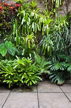 Vertikal Garden, Small Tropical Gardens, Bali Garden, Balinese Garden, Tropical Garden Design, Tropical Backyard, Garden Area, Tropical Foliage, City Garden