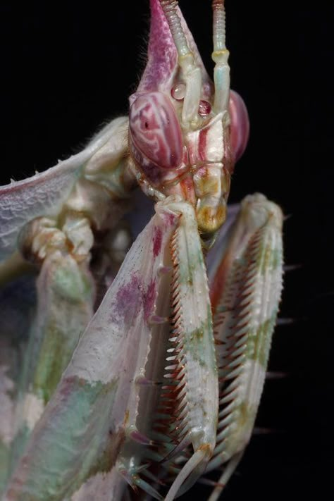 Incredible Invertebrates - Mantids - Imgur Flower Mantis, Orchid Mantis, Cool Insects, Cool Bugs, A Bug's Life, Beautiful Bugs, Praying Mantis, Cool Animals, Animal Reference