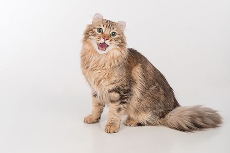 Cat dental disease is a common and painful occurrence for our feline friends. But regular cat teeth cleanings can help prevent or lessen these illnesses. Cat Yowling, Pet Magazine, Puppy 101, Cat Years, Jackie Brown, Mean Cat, Cat Run, Dog Potty Training, Cat Perch