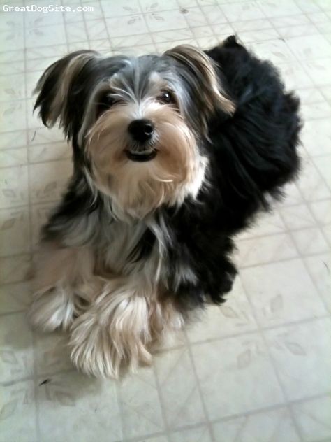 Morkie, 6 months, Black w/tan muzzle+boots/white chest, Rocco is a very alert and smart Morkie for a puppy this age. He is good with children, but selective toward adults. loves to play and has a excellent disposition. He has taken to my family very well, but is always by my side. He was purchased from a co-worker for my Granddaughter who is one year old and the two bonded instantly. His markings are gorgeous. Morkie Full Grown, Morkie Dogs, Hybrid Dogs, Dog Mixes, Yorkshire Terrier Puppies, Maltese Dogs, Lhasa Apso, Lhasa, Dog Dresses