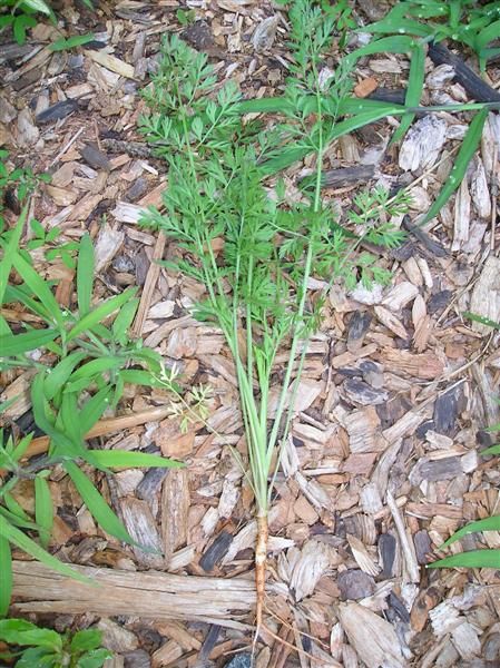 wild carrots How To Plant Carrots, Wild Carrot, Foraging Recipes, Queen Anne's Lace, Urban Homesteading, Wild Edibles, Queen Annes Lace, Plant Identification, Backyard Retreat