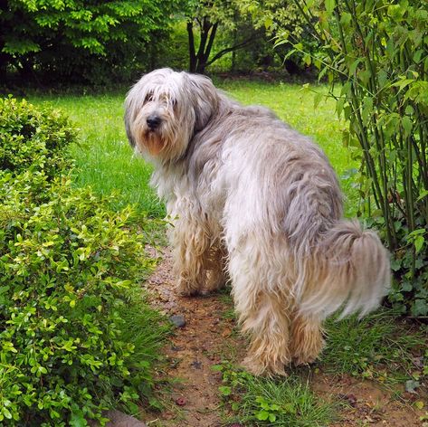 Bergamasco Shepherd, Bergamasco Sheepdog, Long Haired Dog Breeds, Skeleton Knight, Collie Breeds, Fire Lookout, Cute Dog Breeds, Every Dog Breed, Lots Of Dogs