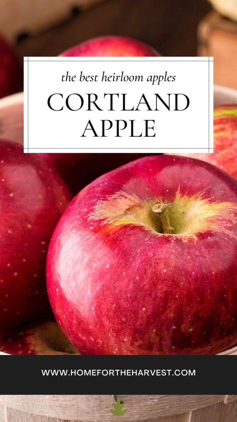 Courtland Apple Recipes, What To Do With Apples From Tree, Cortland Apple Recipes, Cortland Apples, Apple Tree Care, Popular Pies, Mcintosh Apples, Gourmet Apples, Eat Fresh