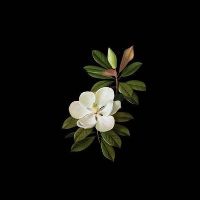 #ッ l v o e r #zicxa #images, #background Flower Png Aesthetic, Green And Black Background, Homescreen Icons, Green Png, Flowers Black Background, Flower App, Black App, Dark Green Aesthetic, Flower Icons