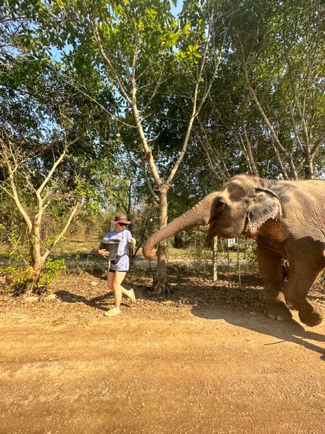 Elephant Volunteering, Volunteering Animals, Volunteer Work Aesthetic, Volunteering Aesthetic, Volunteer Africa, Wildlife Volunteer, Volunteering In Africa, Elephant Sanctuary Thailand, Backpacking Aesthetic