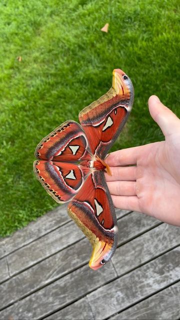 Attacus Atlas, Beautiful Butterfly Images, Butterfly Symbolism, Butterfly Feeders, Diy Paper Butterfly, Butterfly Video, Cute Moth, Atlas Moth, Butterfly Tutorial