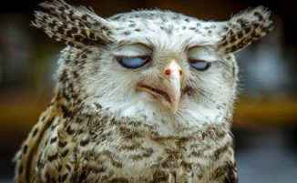 Funny Owls, Owl Photos, Owl Pictures, Parrot Toys, Beautiful Owl, Funny Birds, Funny Animal Memes, Funny Animal Pictures, 귀여운 동물