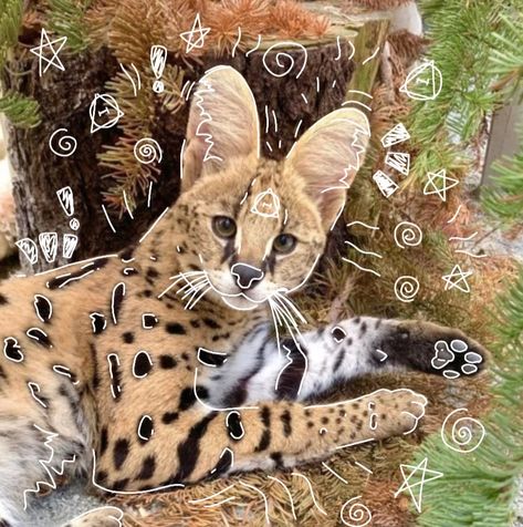 Serval art therian drawing Therian Drawing, Canine Therian, Animal Edits, Therian Core, Mask Design Ideas, Therian Cat, Serval Cat, Therian Art, Therian Pfp