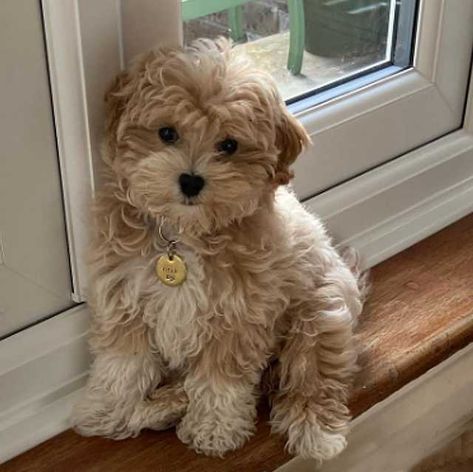 Mini Maltipoo, Cute Fluffy Puppies, Maltipoo Dog, Puppy Mom, Teddy Bear Dog, Cute Dogs Images, Very Cute Puppies, Cockapoo Puppies, Maltipoo Puppy