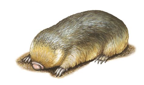 Mole Animal, Evolutionary Biology, Namib Desert, Type Illustration, Nocturnal Animals, Live Animals, Homemade Dog Food, Zoology, Science Art