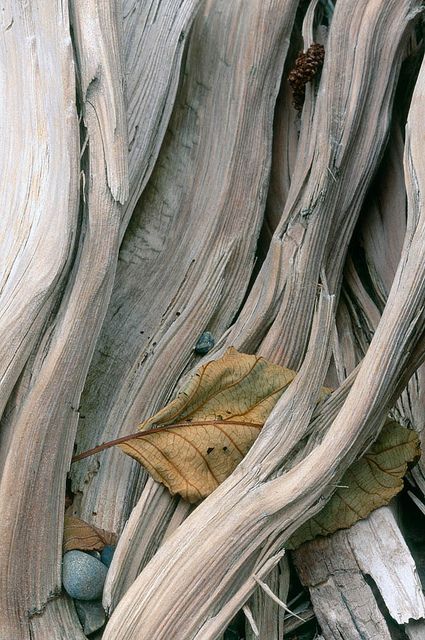 See how the textures of the leaf and the bark are the same? | Caught leaf (by James R. Page) Foto Macro, Foto Art, Grey Wood, Patterns In Nature, Color Textures, Go Outside, Wabi Sabi, Nature Beauty, Natural World