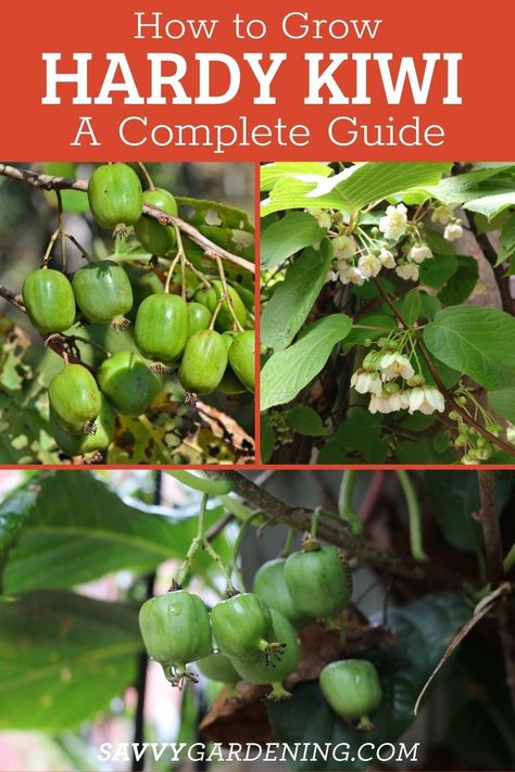 Kiwi Vine How To Grow, Hardy Kiwi Trellis, How To Grow Kiwi From Seed, Kiwi Tree, Growing Kiwi, Kiwi Plant, Mini Orchard, Kiwi Growing, Fruits To Grow