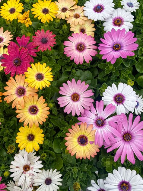 Grandmas Flowers, African Daisy Flower, Rock Wall Gardens, African Daisies, Beautiful Screensavers, African Daisy, Plant Containers, Future Garden, Hair Boy