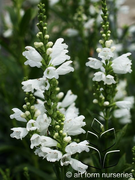 Physostegia virginiana 'Miss Manners ... Physostegia Virginiana, Miss Manners, Obedient Plant, Cut Flower Garden, How To Attract Hummingbirds, Green Foliage, Late Summer, Native Plants, Cut Flowers