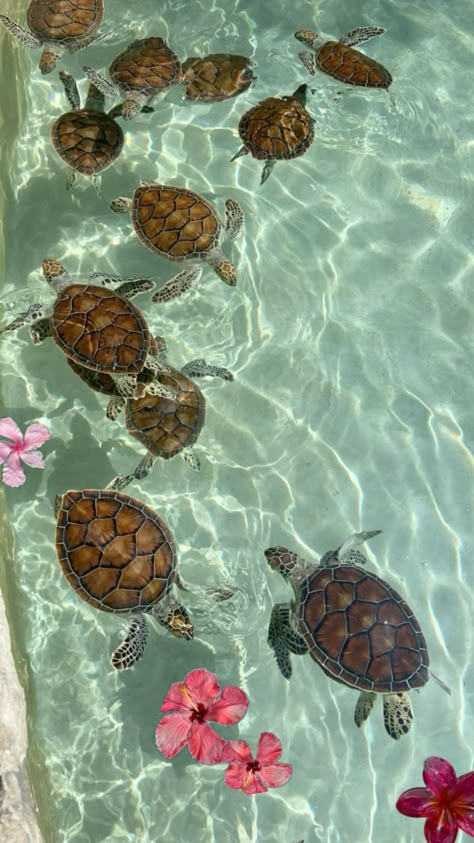 Beach Aesthetic Turtle, Turtle Wallpaper Aesthetic, Tortoise Aesthetic, Coastal Animals, Mexican Turtle, Turtles Aesthetic, Aesthetic Turtle, Turtle Aesthetic, Sea Turtle Wallpaper