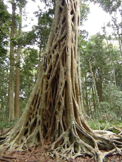 Strangler Fig Evil Mirror, Strangler Fig, Fig Drawing, Rainforest Trees, Weird Trees, Jungle Decorations, African Jungle, Rainforest Plants, Jungle Tree