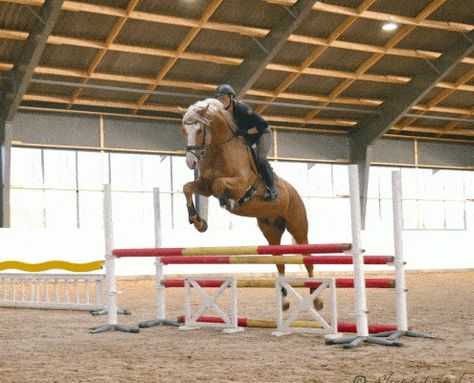 Palomino Horse Jumping, Swedish Warmblood, Pony Jumping, Warmblood Stallion, Palomino Horse, Sport Horse, Horse Jumping, Horse Life, Horse Breeds