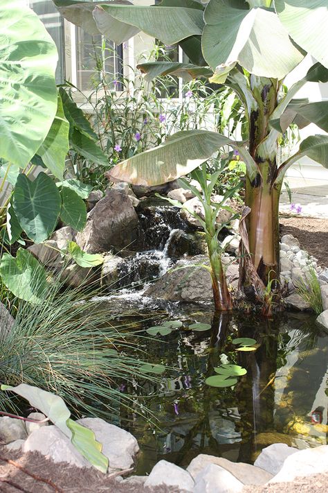 Greenhouse Water Feature, Fountain Waterfall, Greenhouse Ideas, Love Plants, Elephant Ears, Running Water, Aquatic Plants, Water Feature, Water Lilies