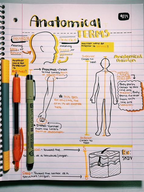 Notes Anatomy, Emt Study, Anatomy Notes, Medical School Life, Medicine Notes, Nursing School Motivation, Basic Anatomy And Physiology, Nurse Study Notes, Notes Aesthetic