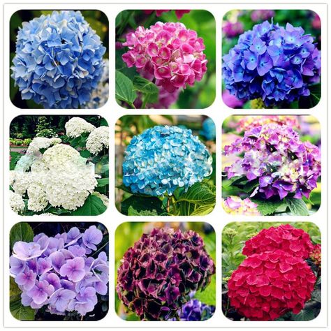 Colorful Hydrangeas | Flowerbug's Inkspot | Bloglovin’ Hydrangea Seeds, Potted Geraniums, Flowers Hydrangea, Climbing Hydrangea, Bonsai Seeds, Seed Pots, Hydrangea Colors, Potted Flowers, Hydrangea Paniculata