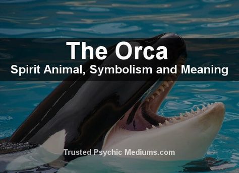 What does the Orca spirit animal really mean? Find out the true meaning and symbolism of the Orca in this special spirit animal analysis. Spirit Animal Meaning, Animal Meanings, Animal Guides, Spirit Animal, Focus On, Meant To Be, Animals