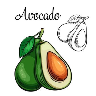 Avocado Drawing, Avocado Vector, Vegetable Drawing, Fruit Art Drawings, Alphabet Crafts Preschool, Homemade Books, Vegetable Pictures, Learn To Sketch, Food Doodles