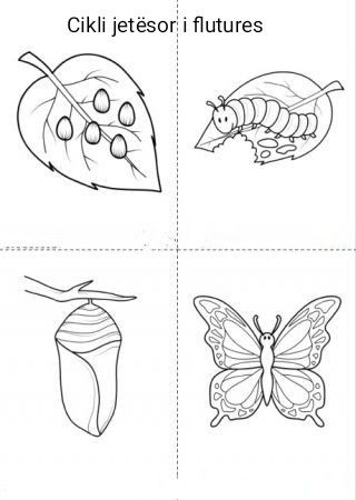 Butterfly Life Cycle Activity, Butterfly Life Cycle Craft, Frog Life Cycle, Hungry Caterpillar Activities, Life Cycle Craft, Butterflies Activities, Bugs Preschool, Caterpillar Craft, Lifecycle Of A Frog