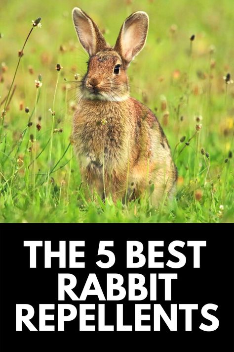 Rabbit Repellent For Flowers, Plants Rabbits Wont Eat, How To Keep Rabbits From Eating Plants, Keeping Rabbits Out Of Garden, Rabbit Repellant In The Garden, How To Keep Rabbits Out Of Garden, Keep Rabbits Out Of Garden, Rabbit Deterrent, Chipmunk Repellent