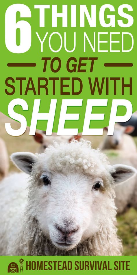 Small Farm Projects, Sheep Pens Ideas, Raising Sheep For Meat, Sheep Fencing Ideas, Sheep Feeders Ideas, Sheep Shelter Diy, Raising Sheep For Beginners, Sheep House Ideas, Sheep Shelter Ideas