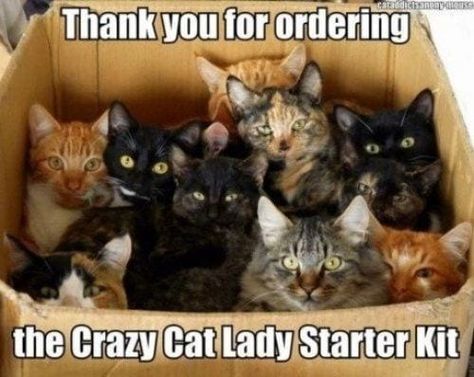 Funny Cat Captions, Crazy Cat Lady Starter Kit, Cat Captions, Lol So True, Silly Kitties, Cat Mama, Cat Quotes Funny, Cat Pictures, Cat Quotes