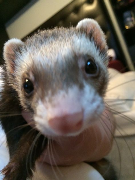 Baby Ferrets, Funny Ferrets, A Ferret, Pet Rat, Creative Gift Ideas, Pet Ferret, Cute Ferrets, Cute Small Animals, Cute Rats