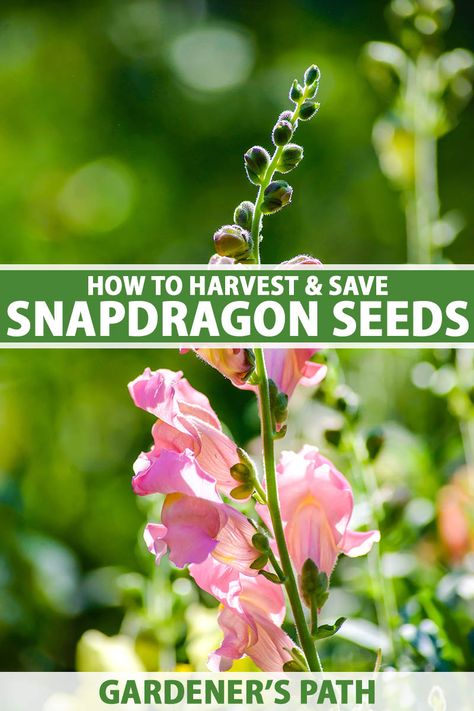 Snapdragon Seeds, Seed Growing, Save Seeds, Snapdragon Flowers, Dragon Garden, Herb Gardening, Farm Projects, Urban Homesteading, Garden Help