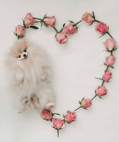 Pomeranian Puppy Teacup, Pom Mom, Birthday Week, Puppies And Kitties, Teacup Puppies, Pomeranian Puppy, Cute Dogs And Puppies, All Things Cute