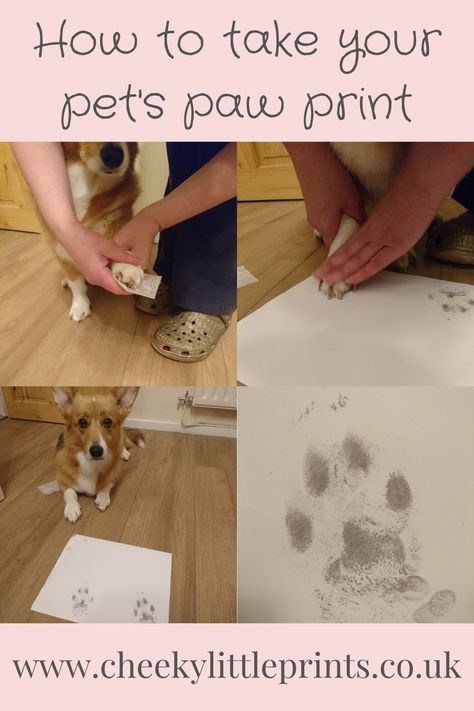 Helpful tips showing you how to capture your pet's unique paw print at home with an inkless paw print kit How To Get A Paw Print From Your Cat, Paw Print Impression Diy, Pet Safe Paint Dog Paws, Diy Pet Paw Print, How To Make Paw Prints, Dog Paw Print Craft Diy, Paw Print Gift Ideas, Dog Prints Paw, Paw Print Ideas Pet Memorials