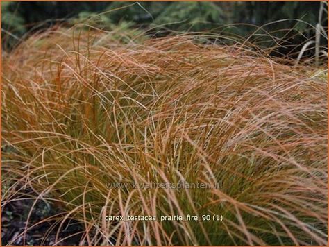 Carex Testacea, Prairie Fire, Back Garden Design, Beautiful Plants, Ornamental Grasses, Back Garden, Garden Design, Herbs, Plants