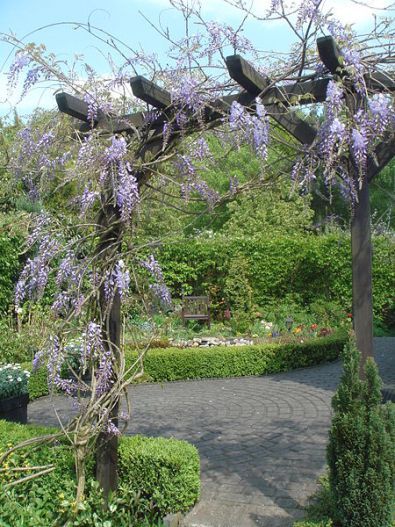 Pergola Entrance, Wisteria Pruning, Wisteria Arch, Wisteria Trellis, Wisteria Arbor, Garden Lattice, Wisteria Sinensis, Wisteria Pergola, Wisteria Garden