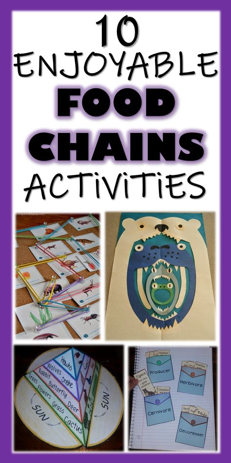 Food Cycle Science, Food Chain Activities 3rd, Ecosystem Stem Activities, Animal Food Chain Project, Food Chains Activities, Food Chain Anchor Chart, Food Chain Art, Food Chains Anchor Chart, Food Chain Project