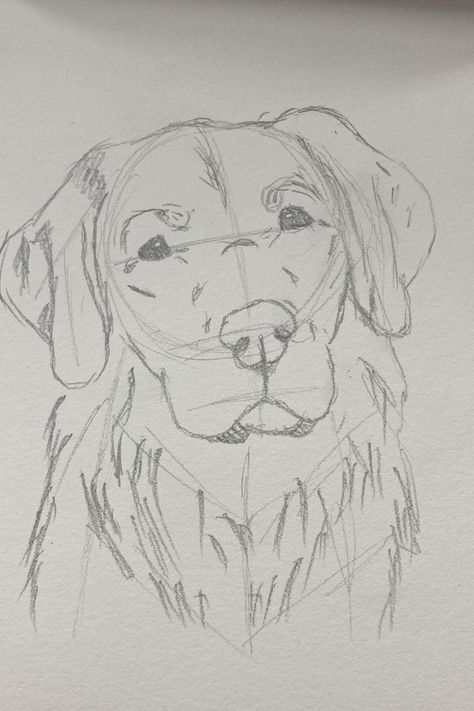 Drawing Of Golden Retriever, How To Draw A Golden Retriever, Draw Golden Retriever, Golden Retriever Sketch, Drawings With Pencil, Golden Retriever Drawing, Draw Dog, Famous Drawing, Dog Caricature