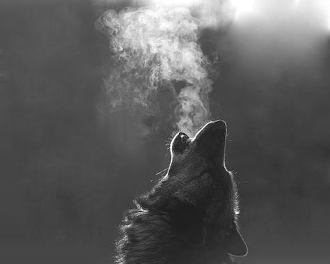 Wolf howling on a cold night. You can see his breath, thats so cool looking, via Flickr. Wolves Artwork, Viking Sleeve, Wolves Photography, Lup Singuratic, Scandinavian Folklore, Regnul Animal, Lone Wolf, Wolf Howling, A Wolf