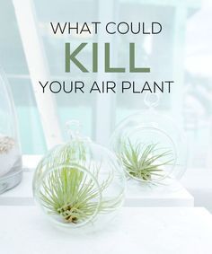 Air Ferns Display, Air Fern Ideas, Airplant Care, Air Plant Art, Plants 101, Air Plants Diy, Air Plant Garden, Plantas Interior, Plant Display Ideas