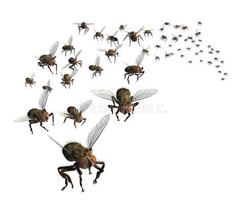 Types Of Bugs, Fly Control, Flea Spray, Black Fly, Insect Spray, Types Of Insects, Flea Prevention, Best Pest Control, Bees And Wasps