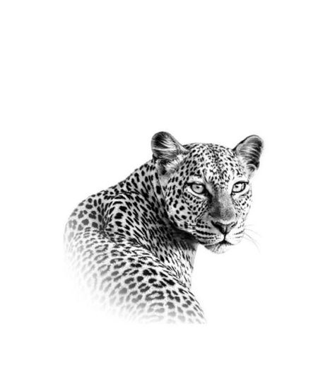 Jaguar Tattoo, Jaguar, Tattoo Ideas, Black And White, Tattoos, White, Black