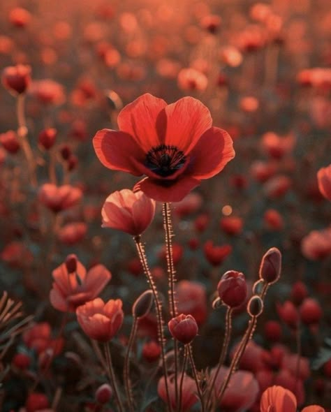 Poppy Flowers Aesthetic, Persephone Devotee, Year Of The Reaper, Poppy Flower Aesthetic, Powerless Aesthetic, Ares Aesthetic, Poppy Pictures, Poppy Aesthetic, Random Backgrounds