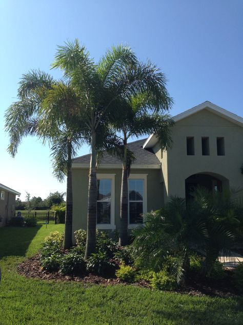 Frontyard Landscape, Foxtail Palm, Trees Landscaping, Palm Trees Landscaping, Florida Landscaping, Texas House, Areas Verdes, Fox Tail, Tropical Gardens