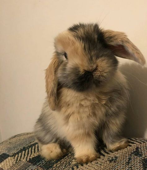 Pet Bunny Rabbits, Cutee Animals, Mini Lop, Cute Bunny Pictures, Pet Bunny, Pretty Animals, Cute Animals Images, Fluffy Animals